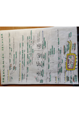 ORAGNIZACION-CELULAR-Y-PROCESOS-CELULARES.pdf