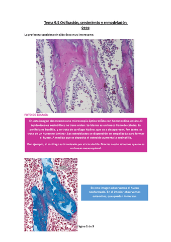Tema-9.5-Osificacion-crecimiento-y-remodelacion-osea.pdf