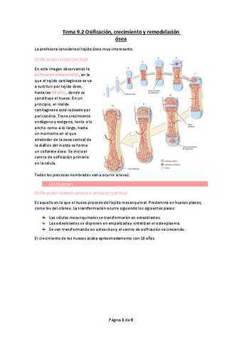 Tema-9.2-Osificacion-crecimiento-y-remodelacion-osea.pdf