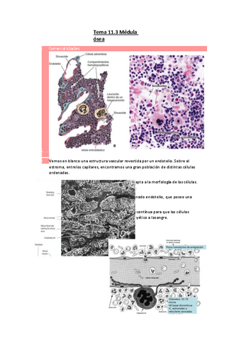 Tema-11.3-Medula-osea.pdf