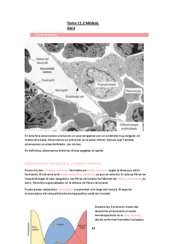 Tema-11.2-Medula-osea.pdf
