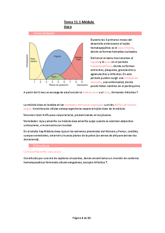 Tema-11.1-Medula-osea.pdf