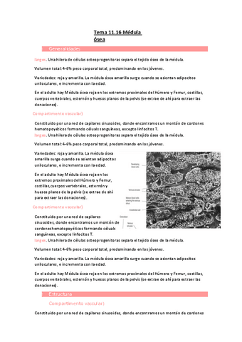 Tema-11.16-Medula-osea.pdf