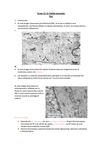 Tema-12.15-Tejido-muscular-liso.pdf