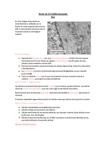 Tema-12.14-Tejido-muscular-liso.pdf