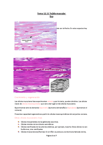 Tema-12.11-Tejido-muscular-liso.pdf