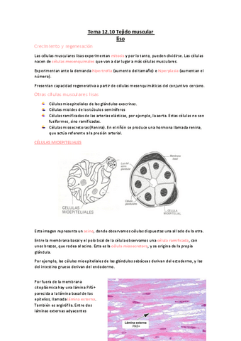 Tema-12.10-Tejido-muscular-liso.pdf