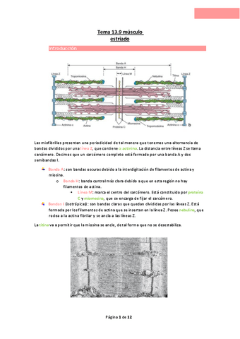 Tema-13.9-musculo-estriado.pdf