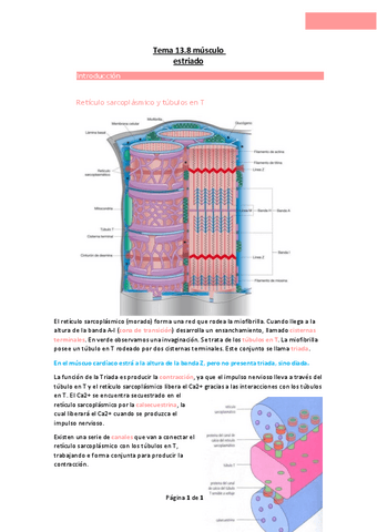 Tema-13.8-musculo-estriado.pdf