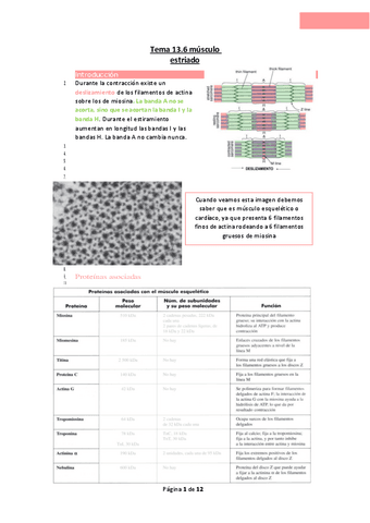 Tema-13.6-musculo-estriado.pdf