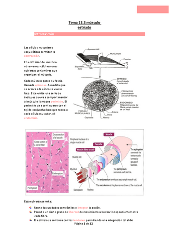 Tema-13.3-musculo-estriado.pdf