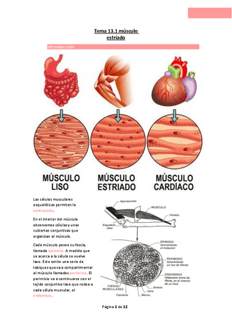 Tema-13.1-musculo-estriado.pdf