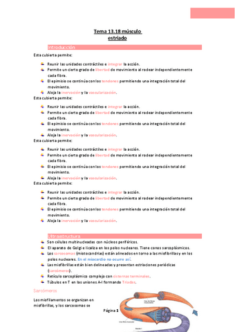 Tema-13.18-musculo-estriado.pdf