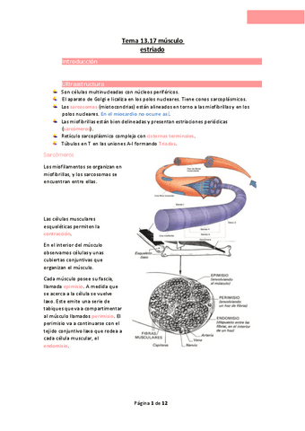 Tema-13.17-musculo-estriado.pdf