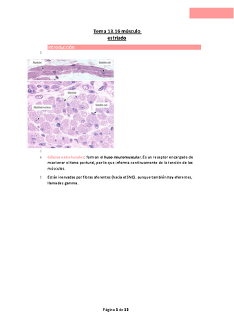 Tema-13.16-musculo-estriado.pdf