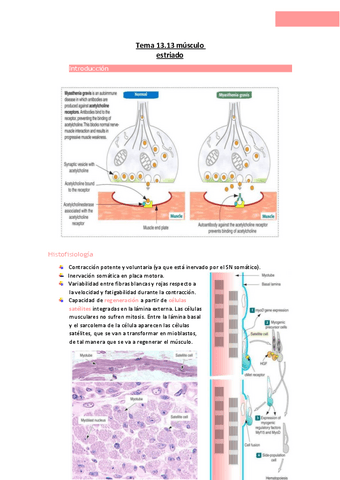Tema-13.13-musculo-estriado.pdf