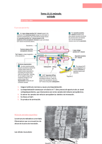 Tema-13.11-musculo-estriado.pdf