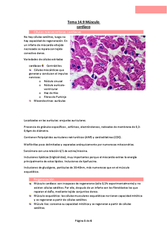 Tema-14.9-Musculo-cardiaco.pdf