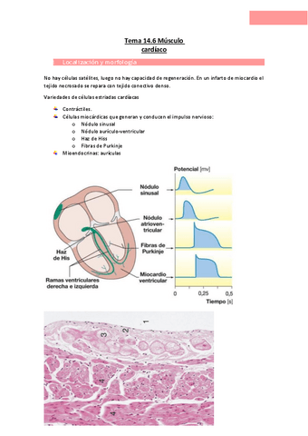 Tema-14.6-Musculo-cardiaco.pdf