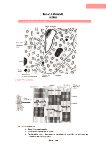 Tema-14.4-Musculo-cardiaco.pdf