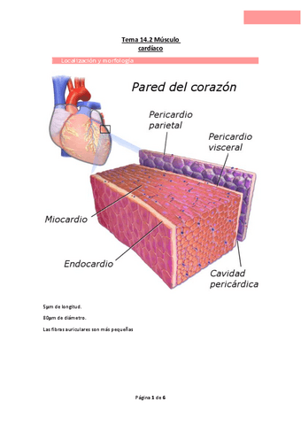 Tema-14.2-Musculo-cardiaco.pdf