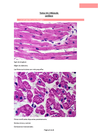 Tema-14.1-Musculo-cardiaco.pdf