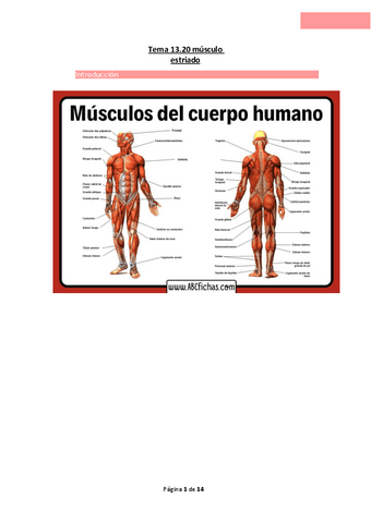 Tema-13.20-musculo-estriado.pdf