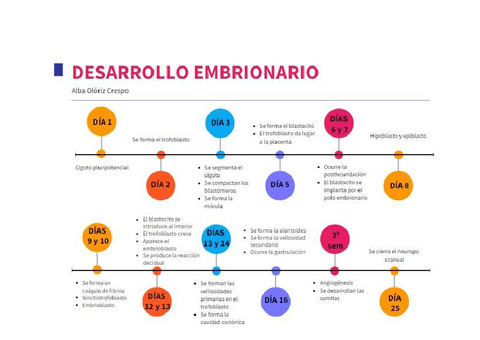esquema-desarrollo-embrionario.pdf