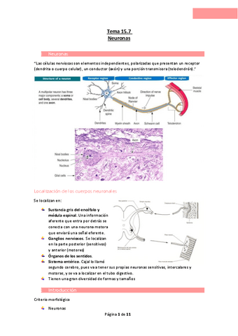 Tema-15.7-Neuronas.pdf