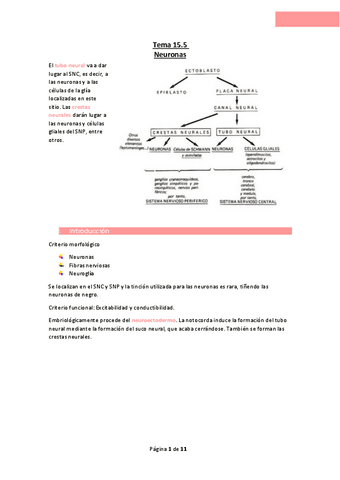 Tema-15.5-Neuronas.pdf