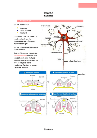 Tema-15.4-Neuronas.pdf