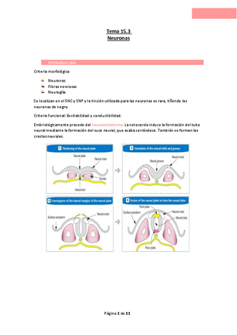 Tema-15.3-Neuronas.pdf