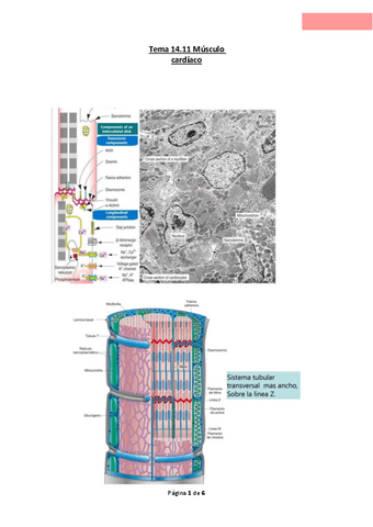Tema-14.11-Musculo-cardiaco.pdf