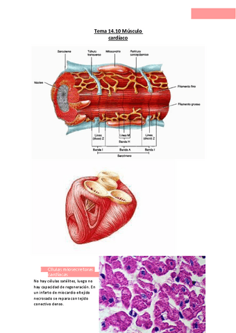 Tema-14.10-Musculo-cardiaco.pdf