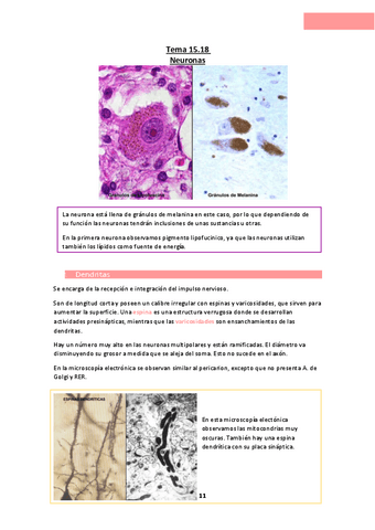 Tema-15.18-Neuronas.pdf