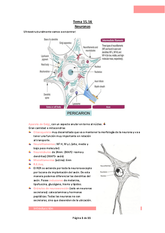 Tema-15.17-Neuronas.pdf