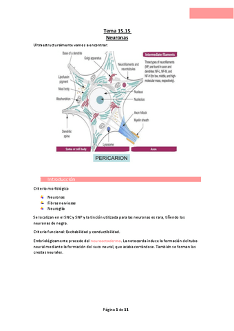 Tema-15.16-Neuronas.pdf