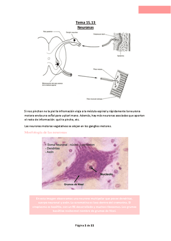 Tema-15.13-Neuronas.pdf