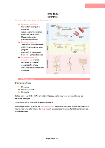 Tema-15.12-Neuronas.pdf