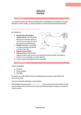 Tema-15.8-Neuronas.pdf