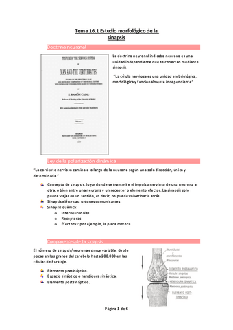Tema-16.1-Estudio-morfologico-de-la-sinapsis.pdf