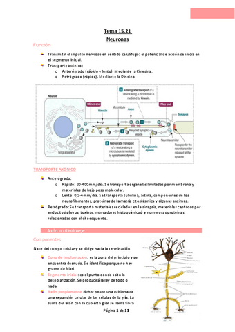 Tema-15.21-Neuronas.pdf