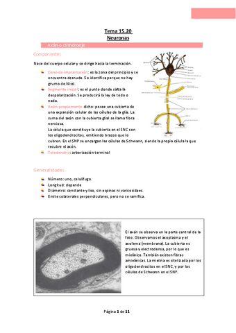 Tema-15.20-Neuronas.pdf