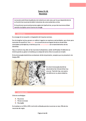Tema-15.19-Neuronas.pdf