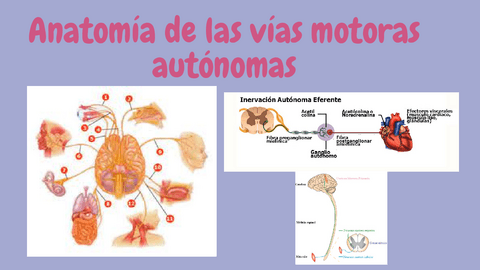 Anatomia-de-las-vias-motoras-autonomas.pdf