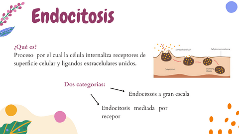 Endocitosis.pdf