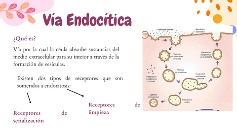 Via-Endocitica.pdf
