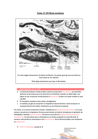 Tema-17.pdf