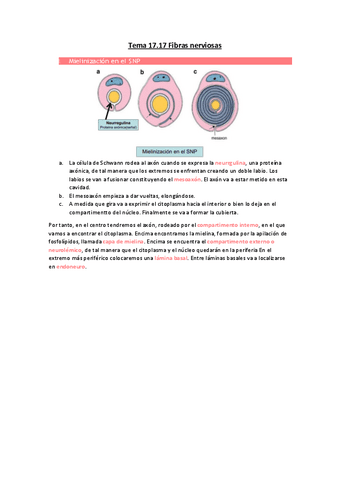 Tema-17.pdf