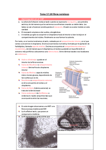 Tema-17.pdf